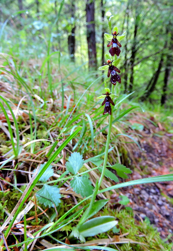 hmyzovník muchovitý Ophrys insectifera L.