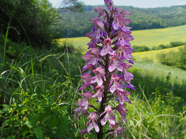 vstavač Orchis × hybrida (Lindl.) Boenn. ex Rchb.