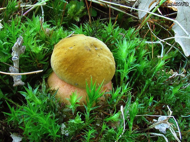 hríb zrnitohlúbikový Sutorius luridiformis (Rostk.) G. Wu & Zhu L. Yang