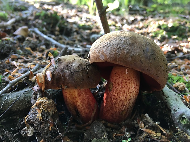 hríb zrnitohlúbikový Sutorius luridiformis (Rostk.) G. Wu & Zhu L. Yang