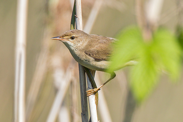 trsteniarik obyčajný  Acrocephalus palustris