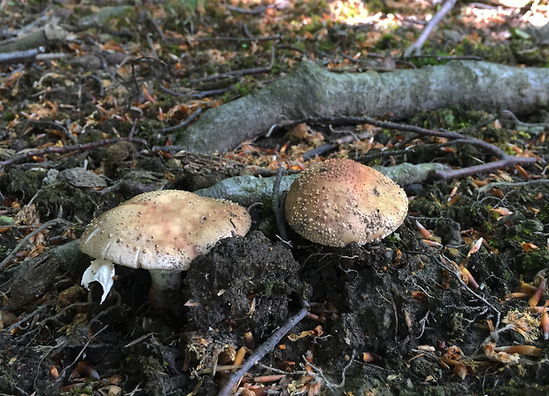 muchotrávka červenkastá Amanita rubescens Pers.