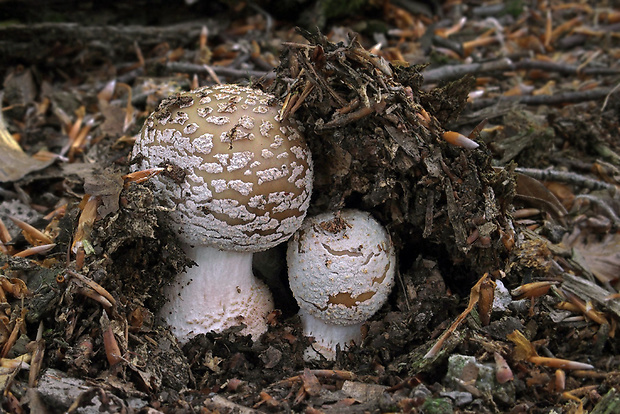 muchotrávka červenkastá Amanita rubescens Pers.