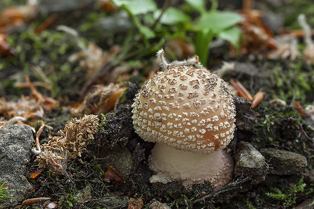 muchotrávka červenkastá Amanita rubescens Pers.