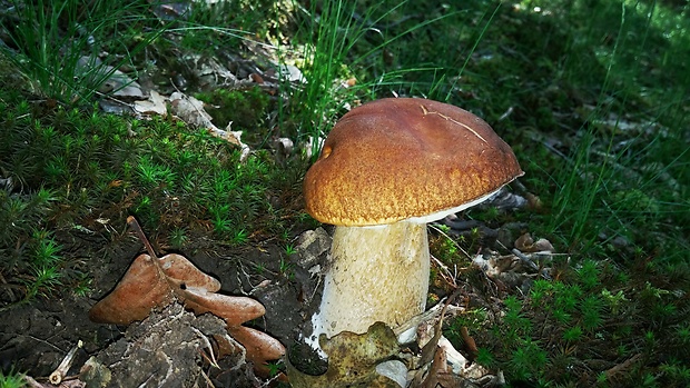 hríb smrekový Boletus edulis Bull.