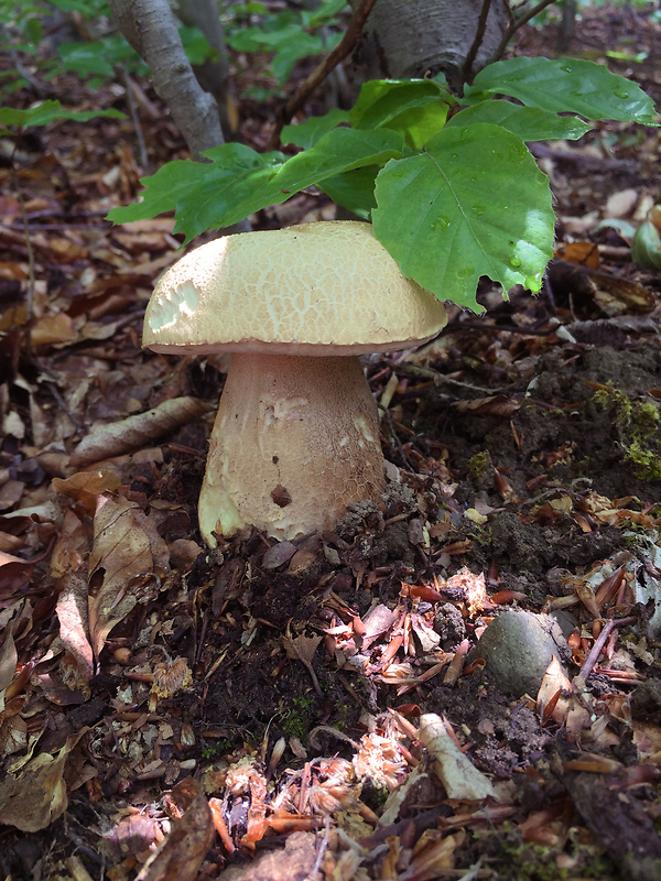 hríb dubový Boletus reticulatus Schaeff.