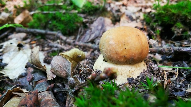 hríb dubový Boletus reticulatus Schaeff.