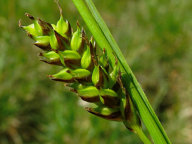 ostrica hostova Carex hostiana DC.