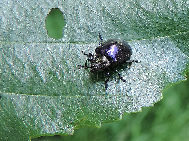 liskavka / mandelinka Chrysomela cuprea Fabricius, 1775