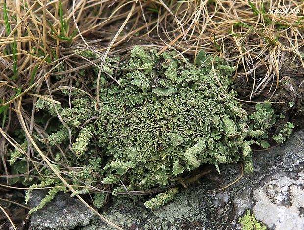 dutohlávka šupinkatá Cladonia squamosa var. squamosa (Scop.) Hoffm.