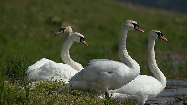 labuť hrbozobá Cygnus olor