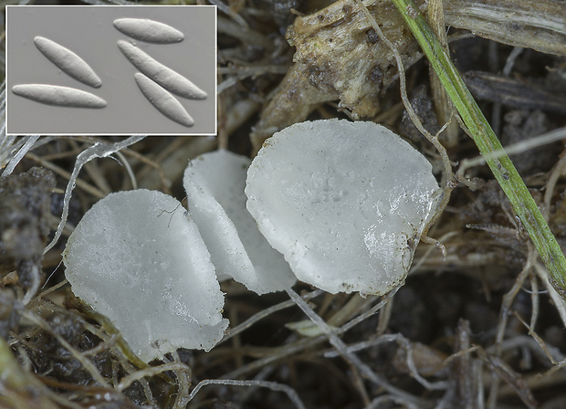 čiašočka Hymenoscyphus geogenum (Cooke) Milekhin & Prokhorov