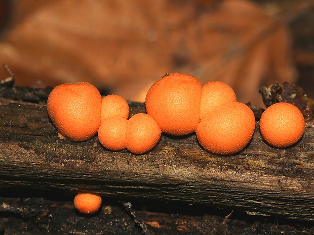 vlčinka Lycogala sp.