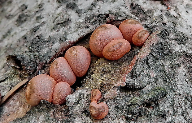 vlčinka Lycogala sp.