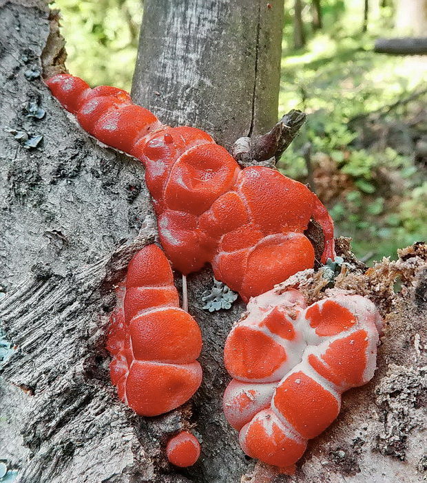 vlčinka Lycogala sp.