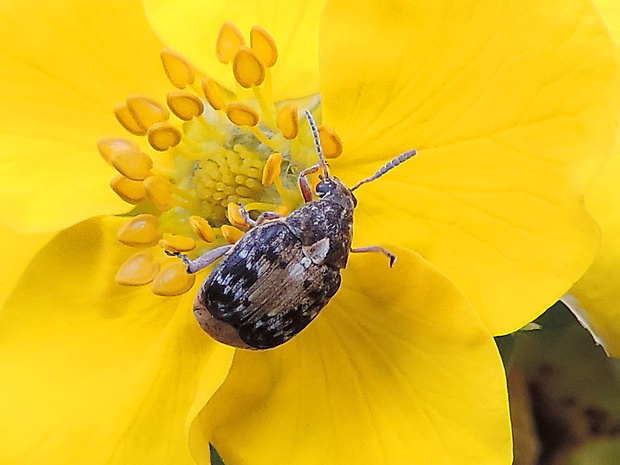 zrniarka / zrnokaz  Megabruchidius dorsalis Fahreus, 1839