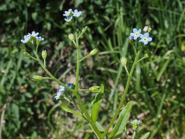 nezábudka trsnatá Myosotis caespitosa  Schultz