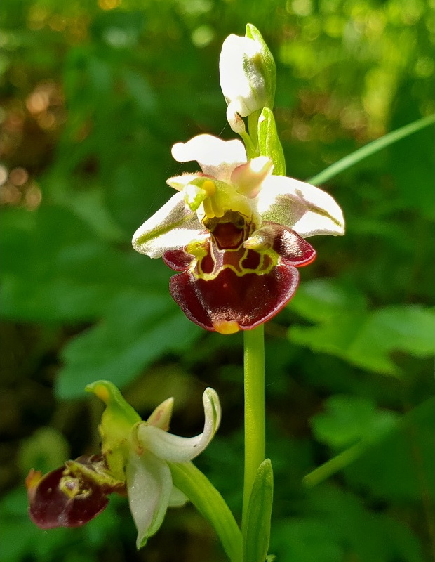 hmyzovník holubyho Ophrys holubyana András.