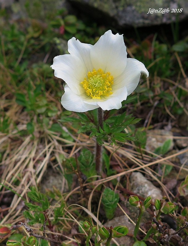 poniklec biely Pulsatilla scherfelii (Ullepitsch) Skalický