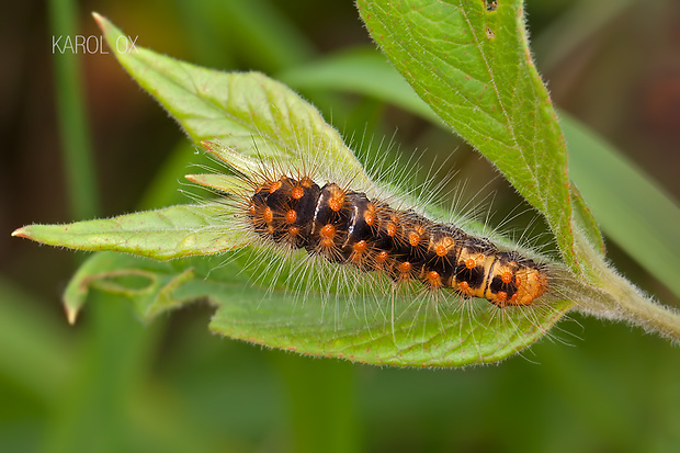 mramorovka rakytová Acronicta auricoma