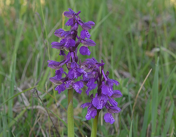 červenohlav obyčajný Anacamptis morio (L.) R. M. Bateman, A. M. Pringeon & M. W. Chase