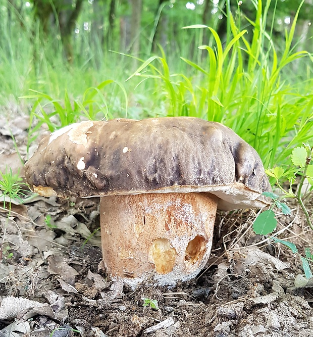 hríb bronzový Boletus aereus Bull. ex Fr.