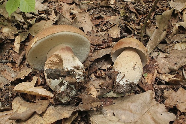 hríb dubový Boletus reticulatus Schaeff.