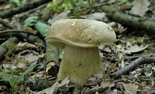 hríb dubový Boletus reticulatus Schaeff.