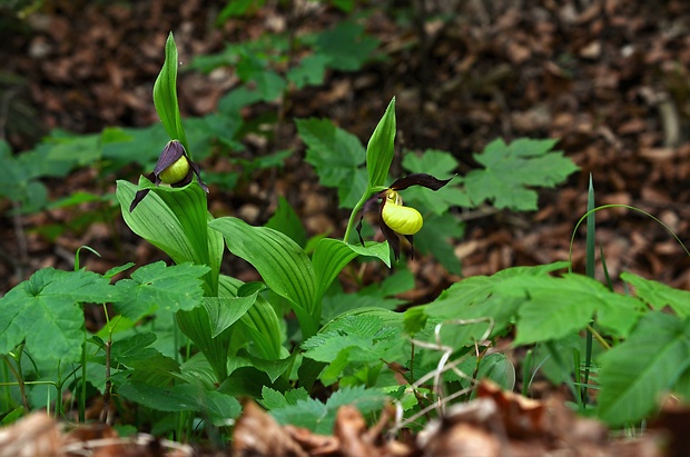 črievičník papučkový Cypripedium calceolus L.