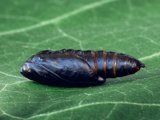 mora Tuttova (sk) / kovolesklec podvojný (cz) Diachrysia stenochrysis Warren, 1913