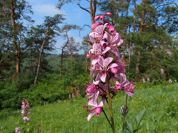 jasenec biely Dictamnus albus L.