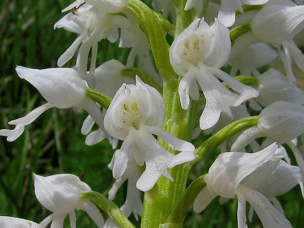 vstavač vojenský Orchis militaris L.