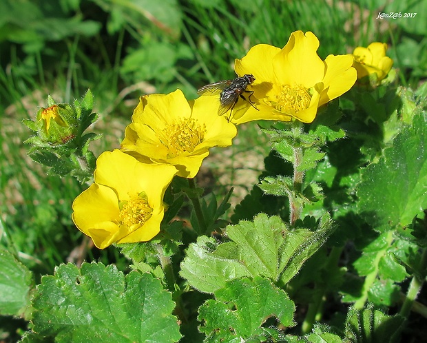 kuklica horská Oreogeum montanum (L.) E. I. Golubk.