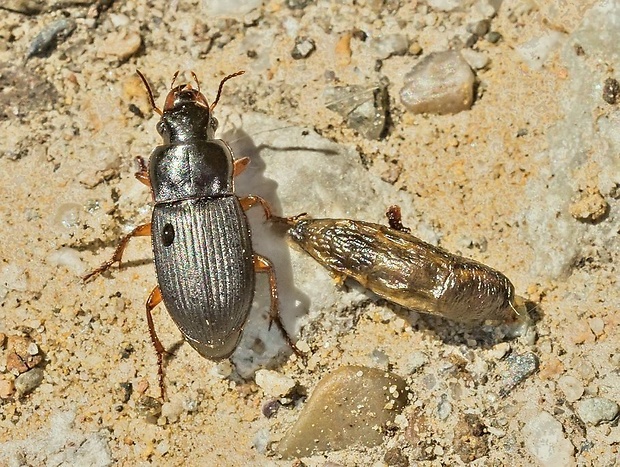 utekáčik Pseudoophonus rufipes