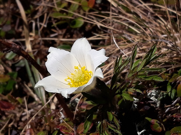 poniklec biely Pulsatilla scherfelii (Ullepitsch) Skalický