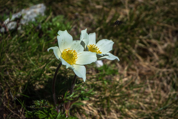 poniklec biely Pulsatilla scherfelii (Ullepitsch) Skalický