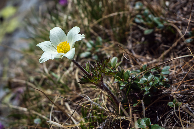 poniklec biely Pulsatilla scherfelii (Ullepitsch) Skalický