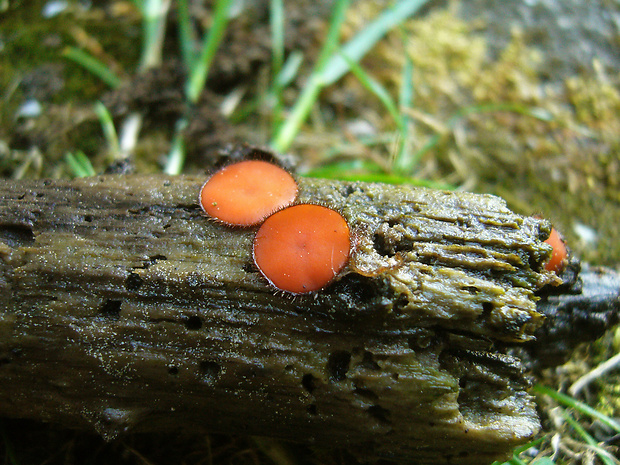 štítovnička Scutellinia sp.