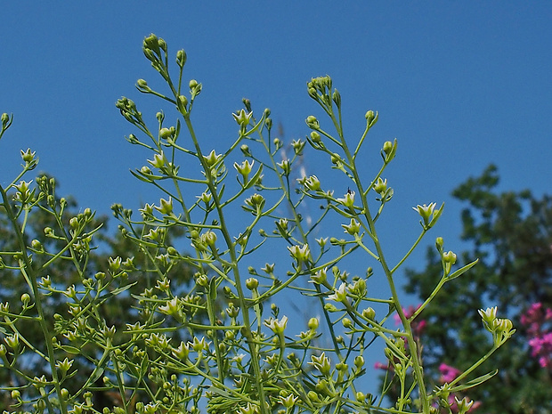 ľanolistník prostredný Thesium linophyllon L.