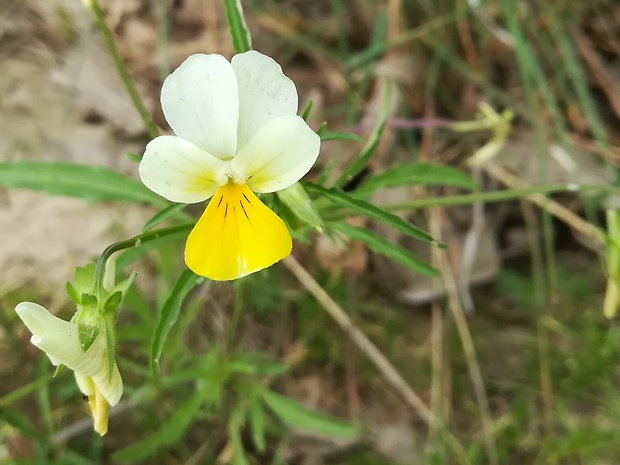 fialka roľná Viola arvensis Murray