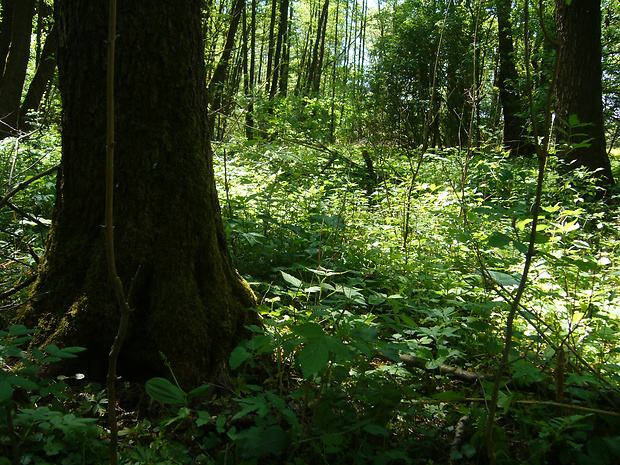 listera ovata - biotop