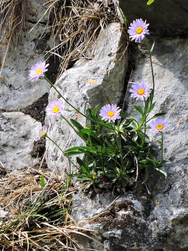 astra alpínska Aster alpinus L.