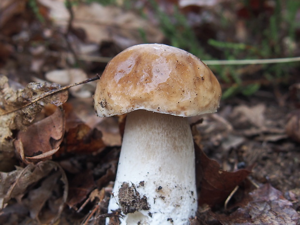 hríb dubový Boletus reticulatus Schaeff.