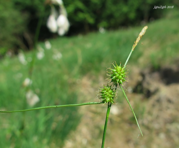 ostrica šupinatoplodá Carex lepidocarpa Tausch