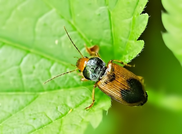 utekáčik Diachromus germanus