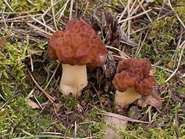 ušiak obyčajný Gyromitra esculenta (Pers.) Fr.