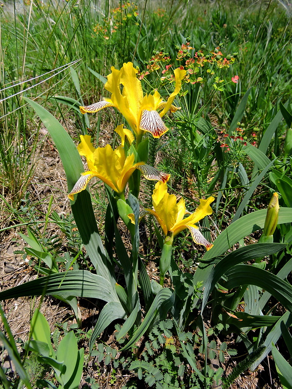 kosatec dvojfarebný Iris variegata L.