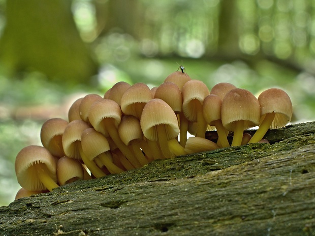 prilbička žltohlúbiková Mycena renati Quél.