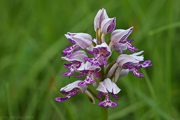 vstavač vojenský Orchis militaris L.