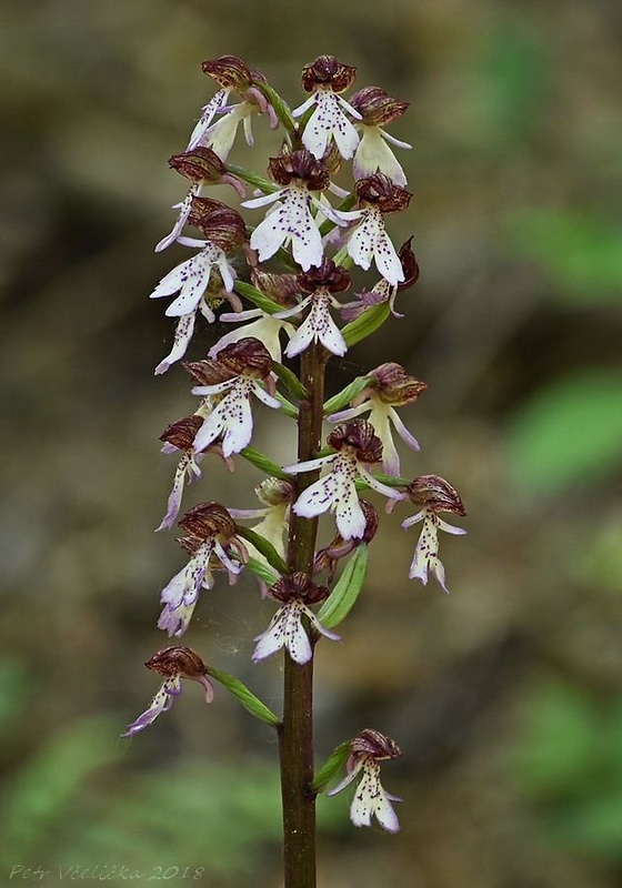 vstavač purpurový Orchis purpurea Huds.